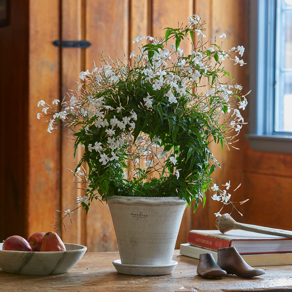 Jasmine Ring in white terracotta pot and saucer