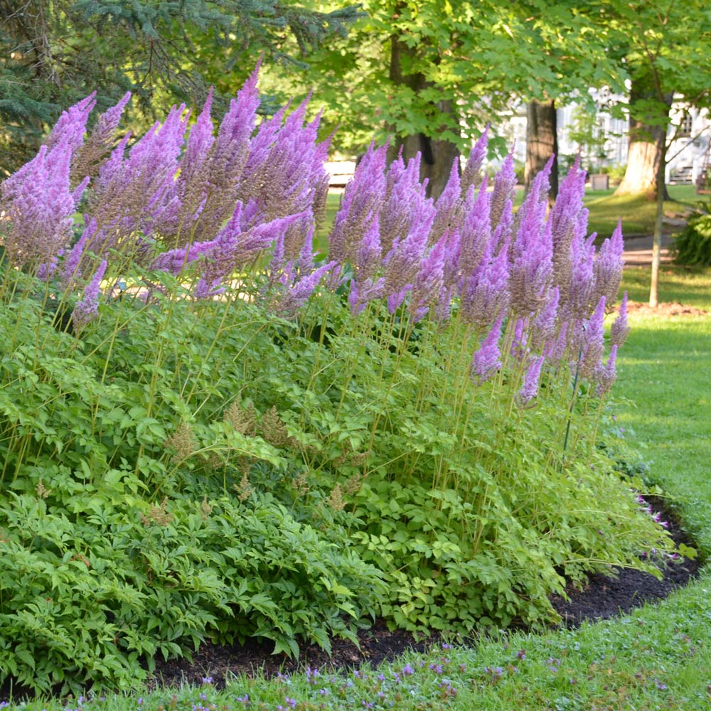 Astilbe chinensis var. taquetii 'Purple Candles'