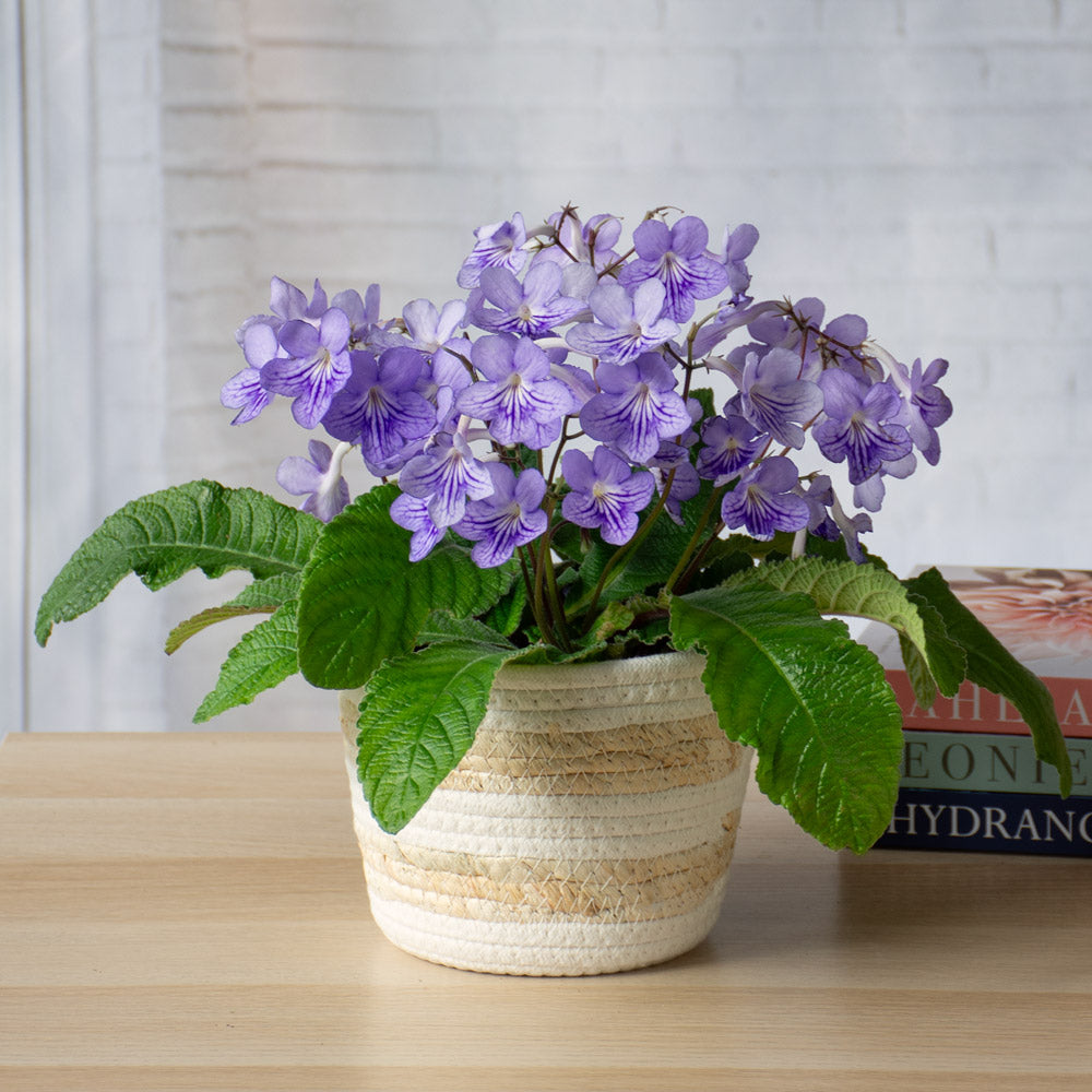 Cape Primrose 'Blue Ice' in striped jute basket