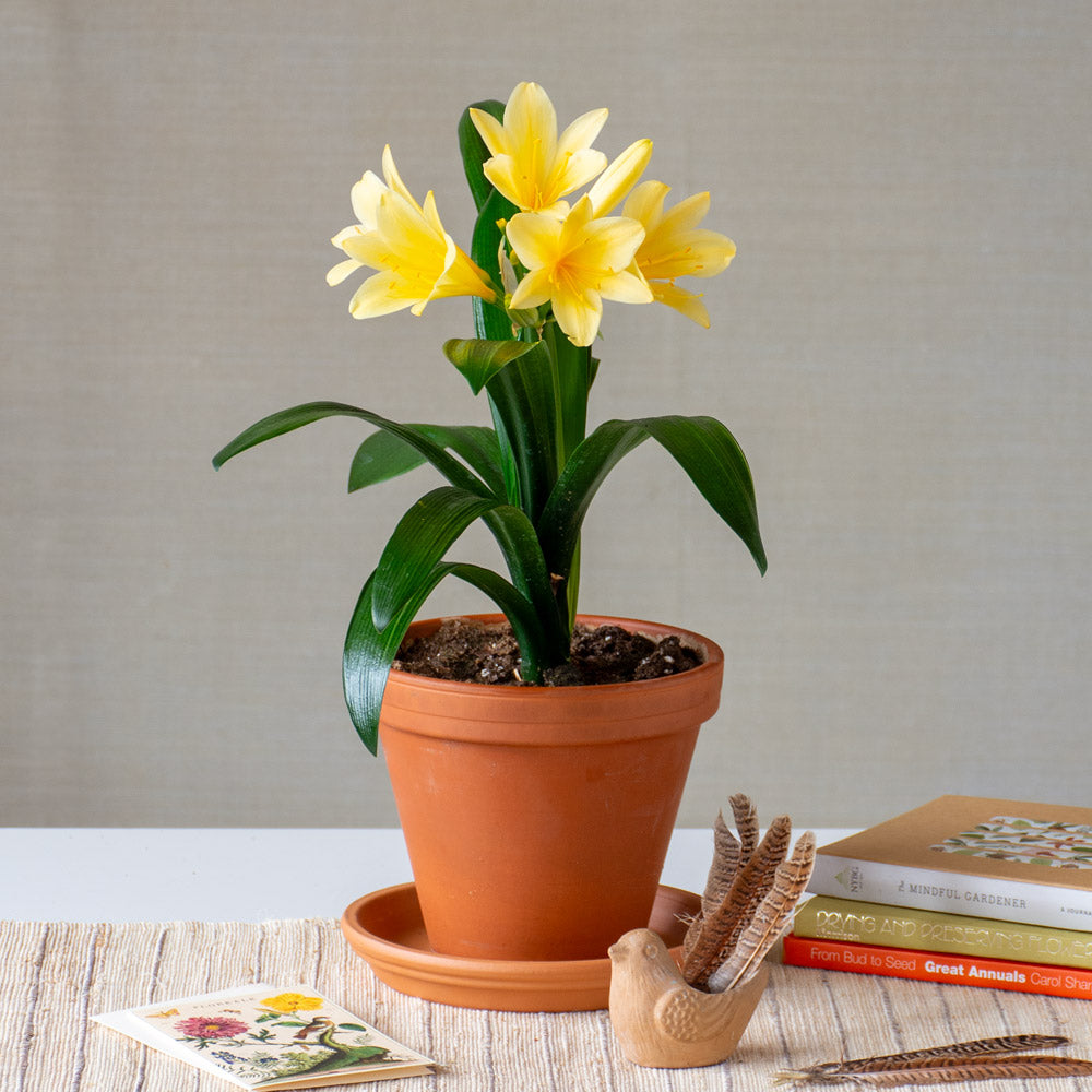 Clivia miniata var. citrina in terracotta pot with saucer