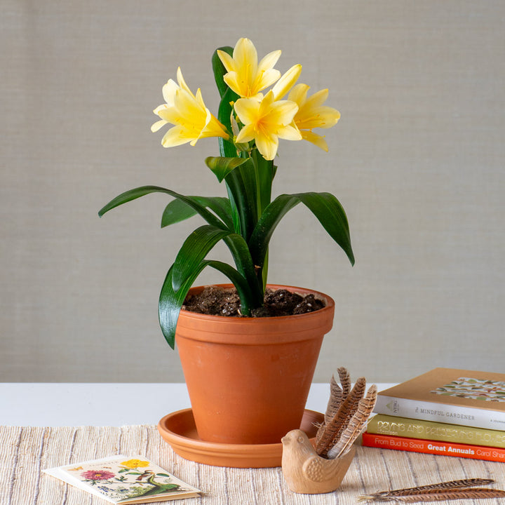 Clivia miniata var. citrina in terracotta pot with saucer
