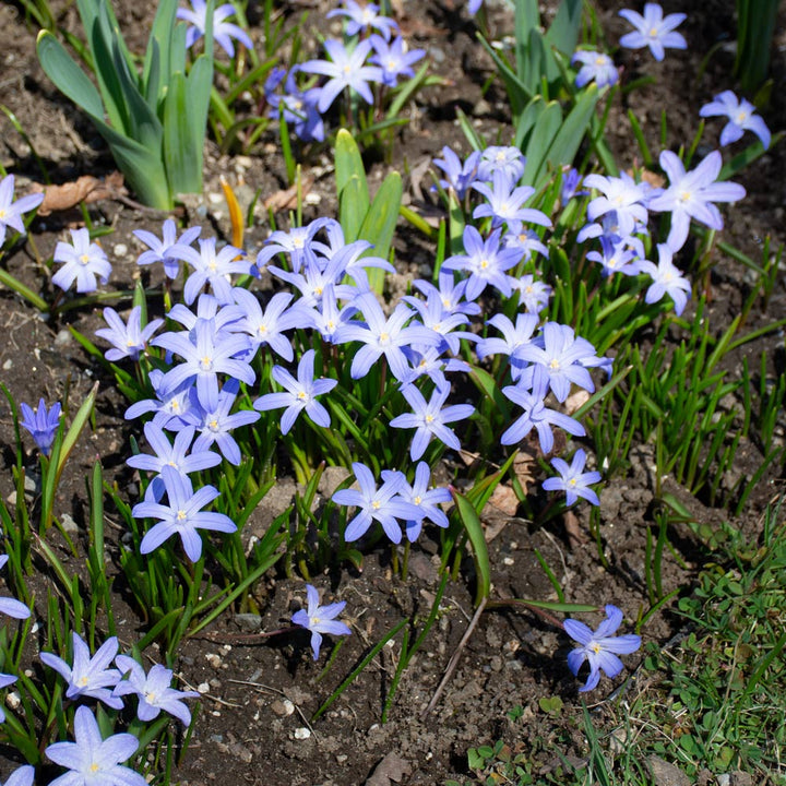 Chionodoxa forbesii
