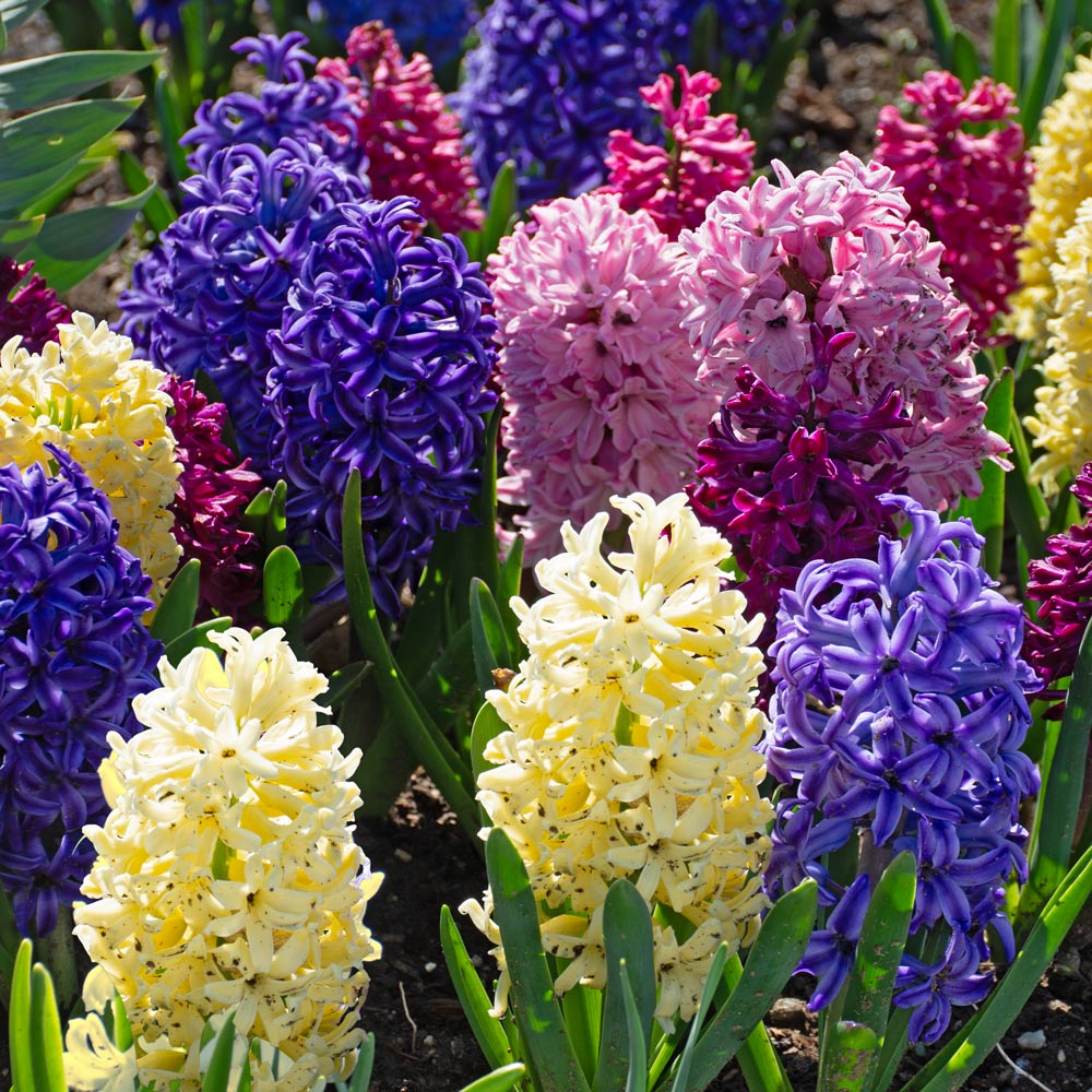 Vivid Hyacinth Mix