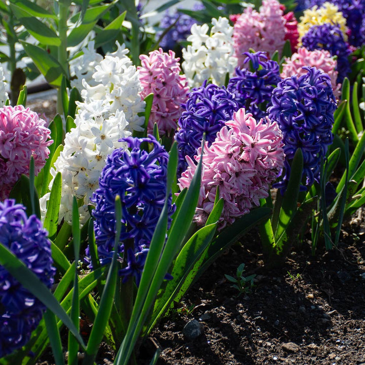 Hyacinthus May Day Bouquet Mix