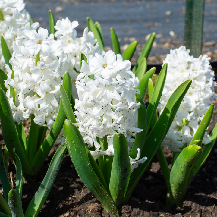 Hyacinthus orientalis 'Carnegie'