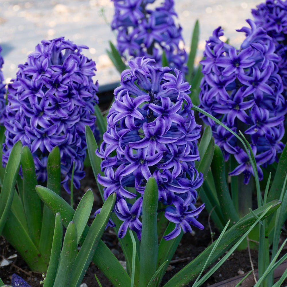 Hyacinthus orientalis 'Blue Jacket'