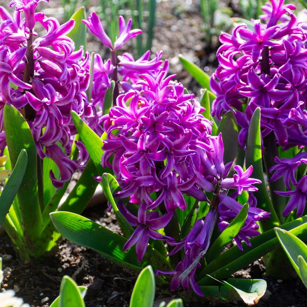 Hyacinthus orientalis 'Purple Sensation'