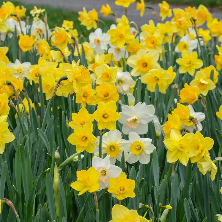 The Works Daffodil Mix, Southern Style