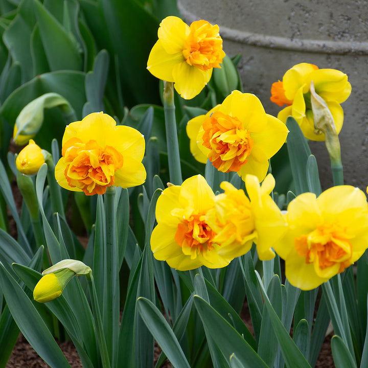 Narcissus 'Sizzling Fire'