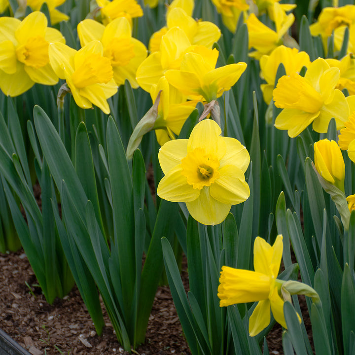 Narcissus 'Lucky Number'