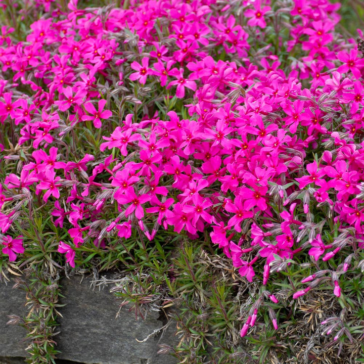 Phlox subulata 'Scarlet Flame'