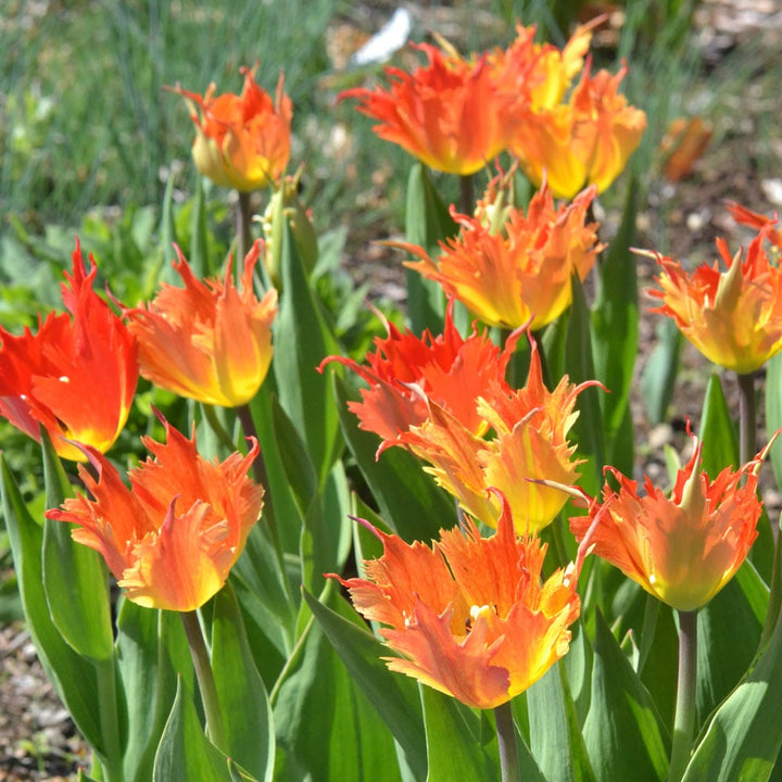 Tulip 'Beauty of Leo'