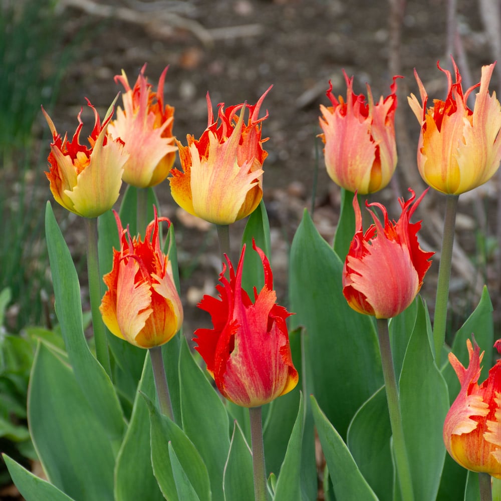 Tulip 'Beauty of Leo'