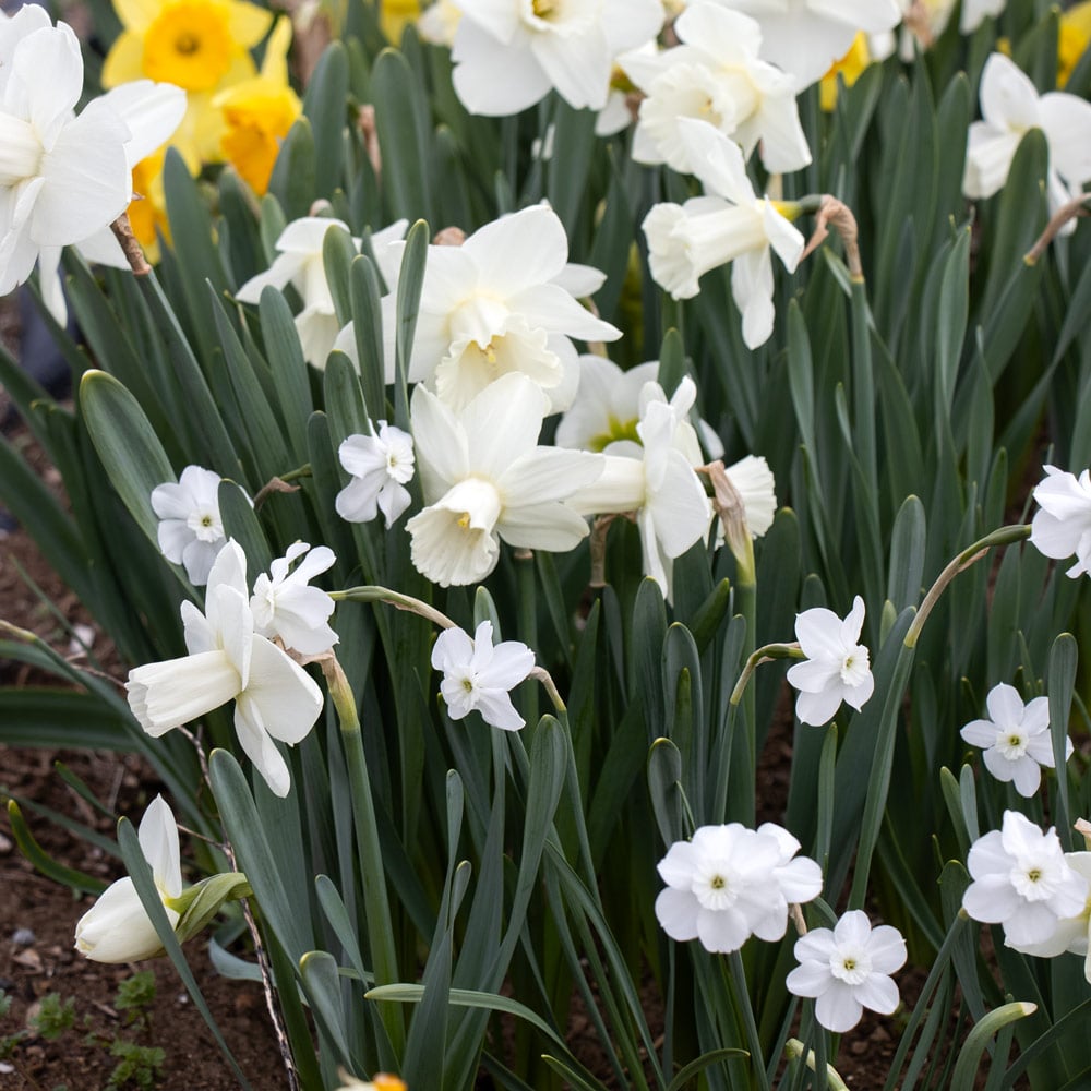 White Trumpet Solo Daffodil Mix