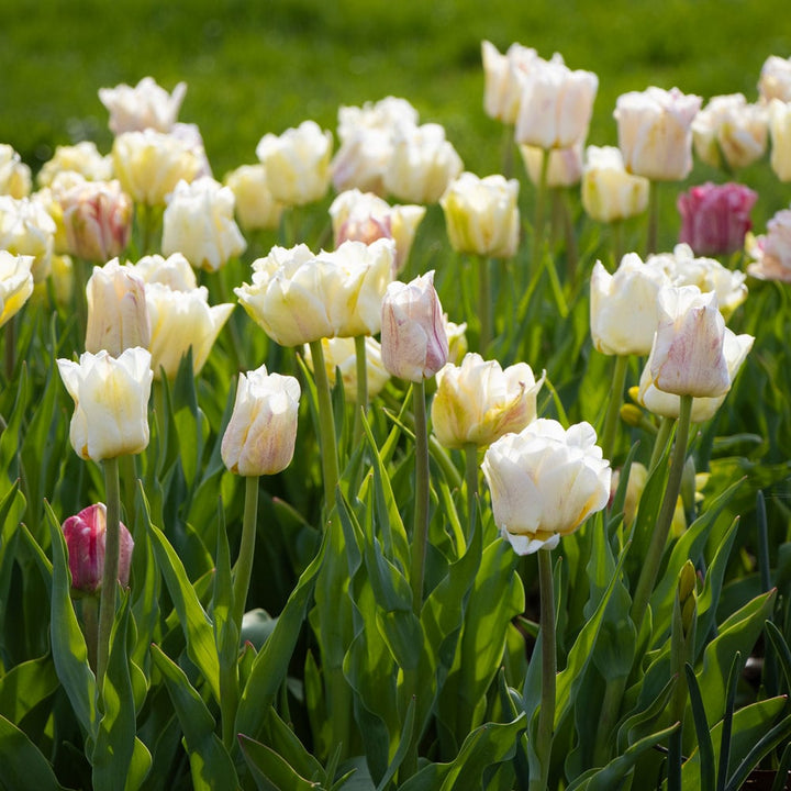 Tulip 'Silk Road'