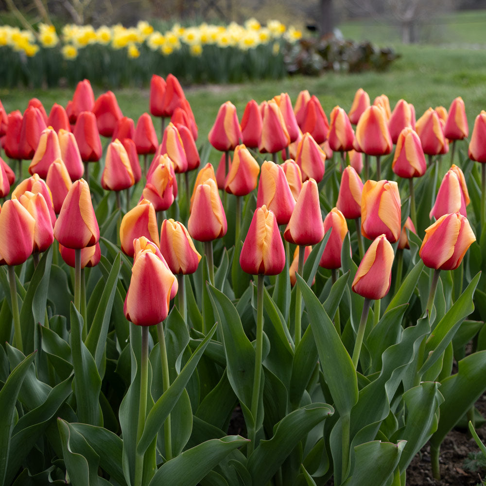 Tulip 'Salmon Lalibela'