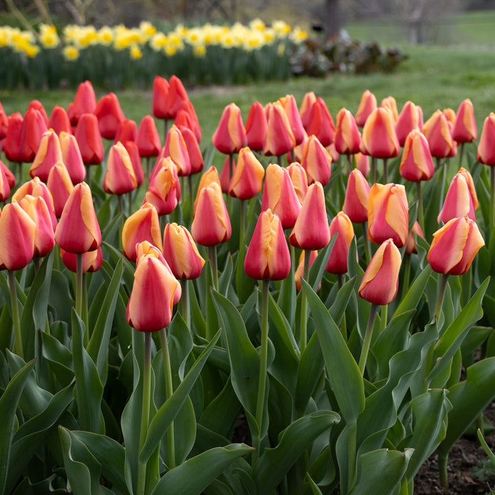 Tulip 'Salmon Lalibela'