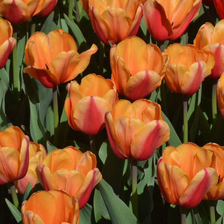 Tulip 'Salmon Lalibela'