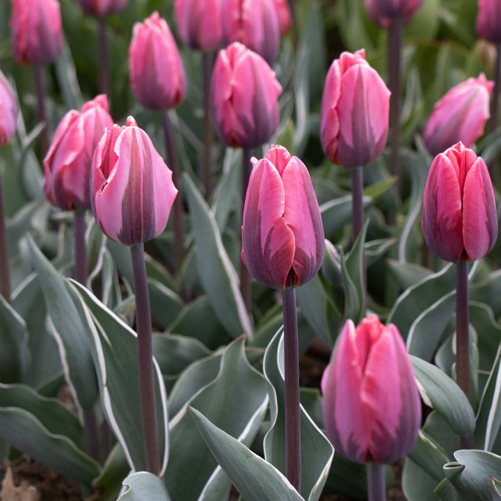 Tulip 'Pretty Princess'
