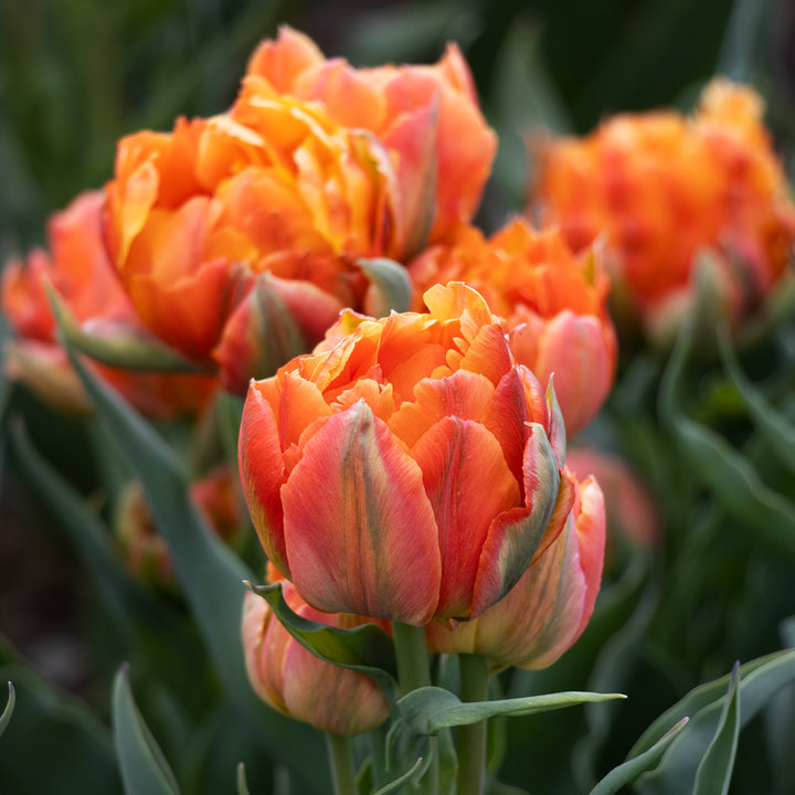 Tulip 'Orca'