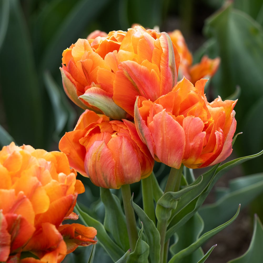 Tulip 'Orca'