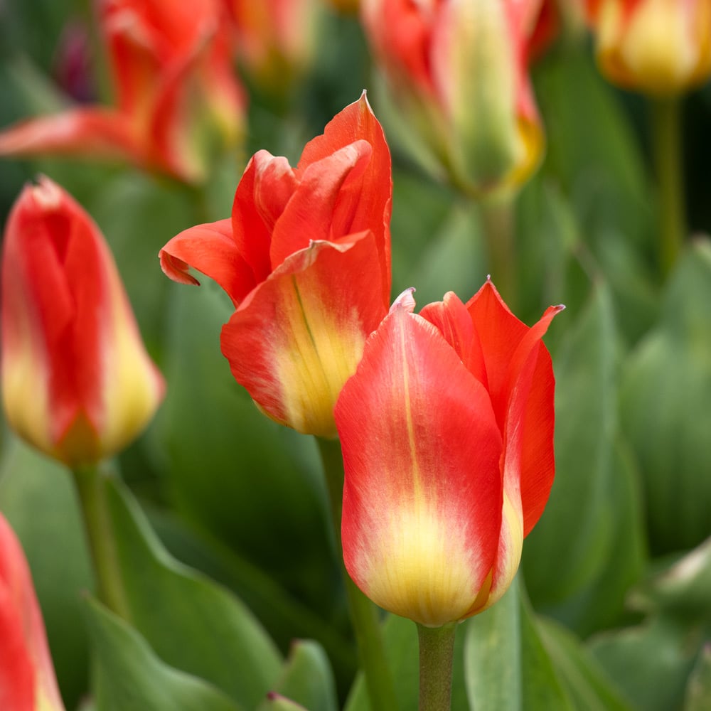 Tulip 'Oracle'