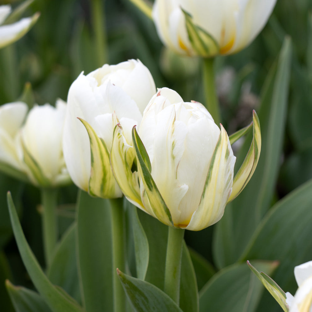 Tulip 'Mount Tacoma'