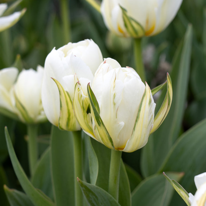 Tulip 'Mount Tacoma'
