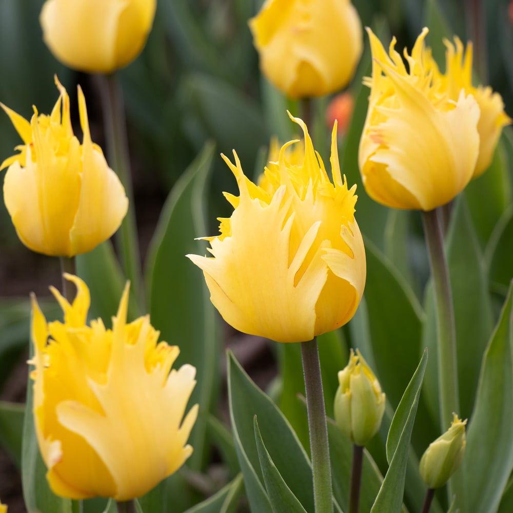 Tulip 'Golden Leo'