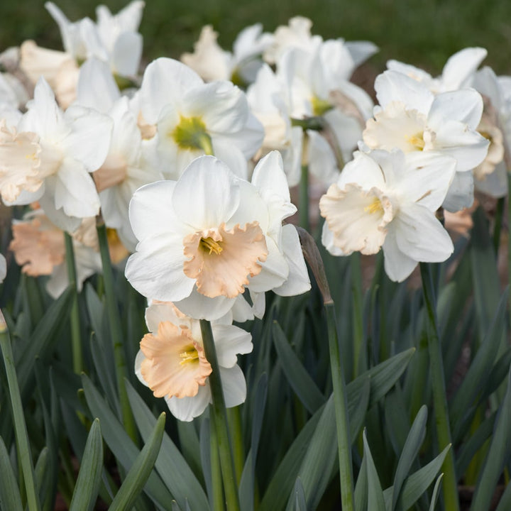Narcissus 'Sadie Louise'