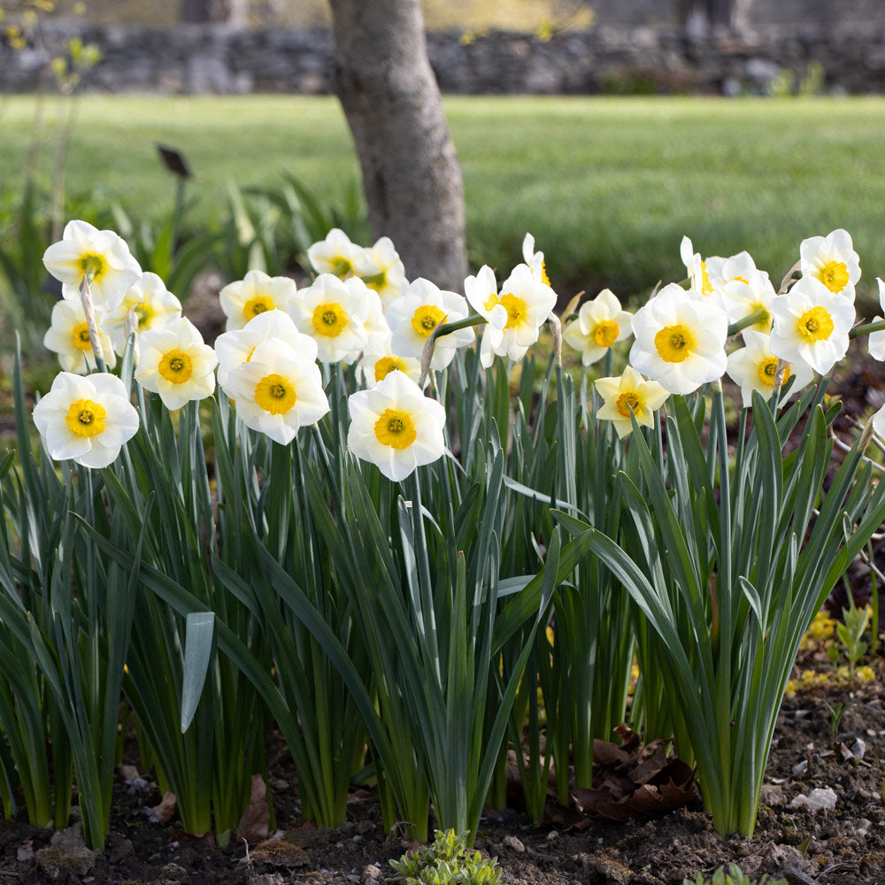 Narcissus 'Pracht'
