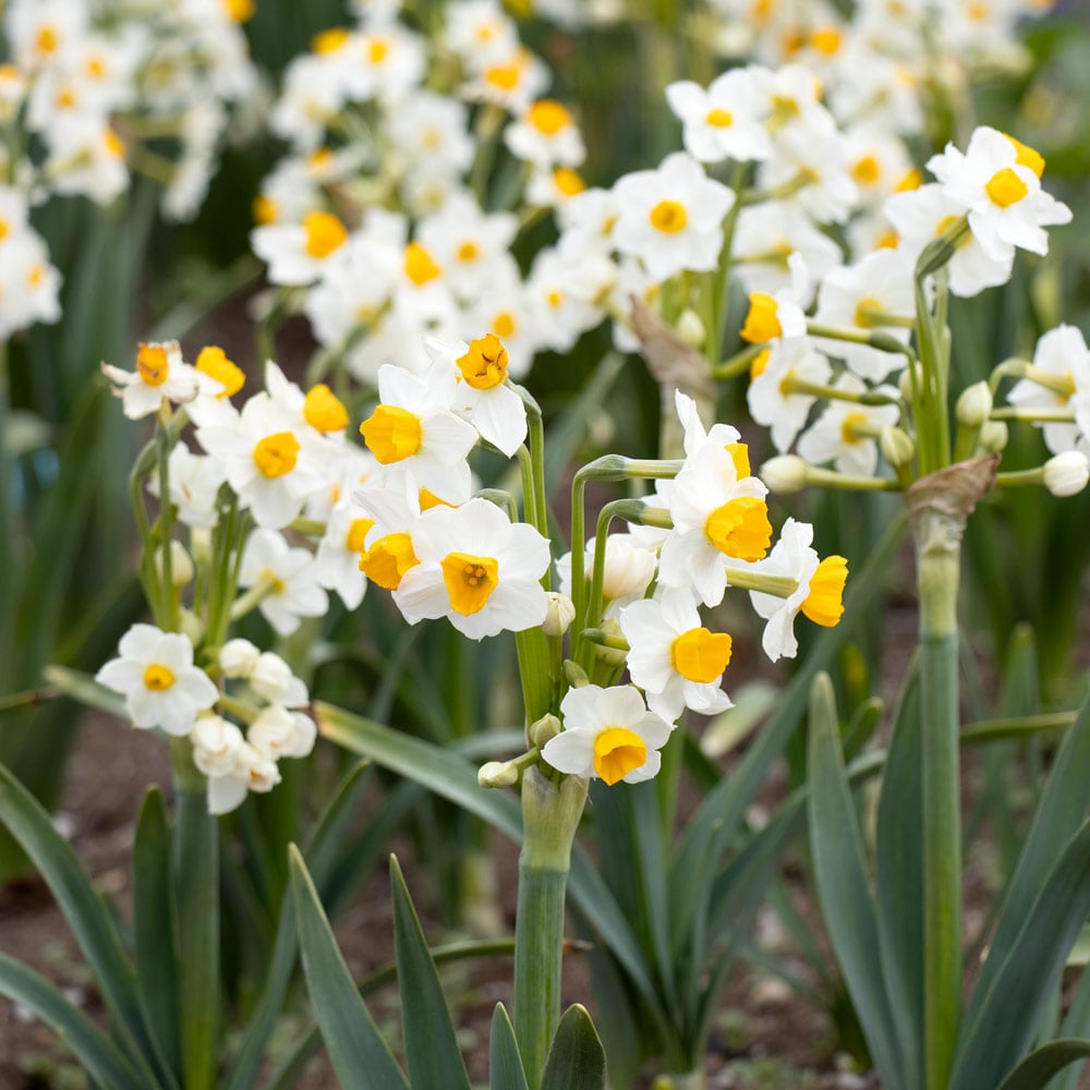 Narcissus 'Gloriosus'
