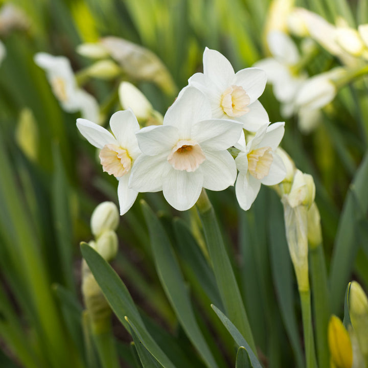 Narcissus 'Fencourt Jewel'