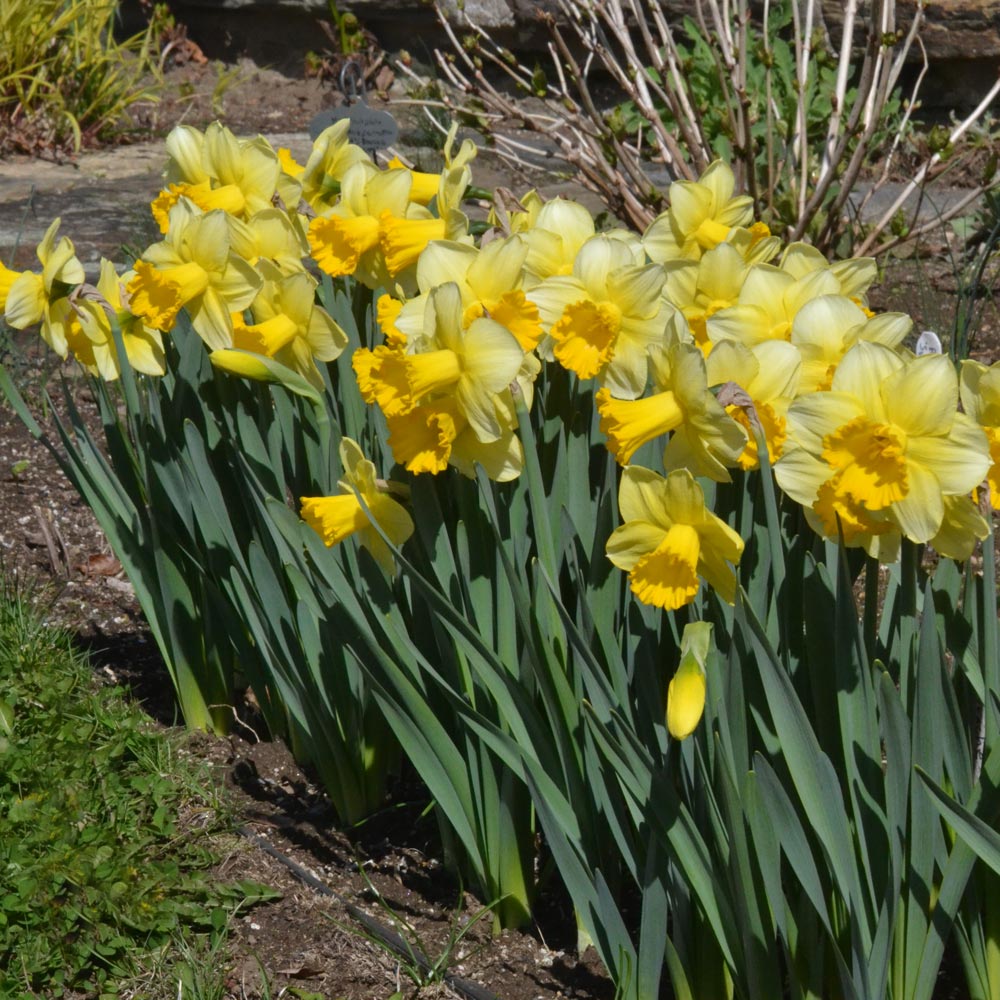 Narcissus 'Breath of Spring'