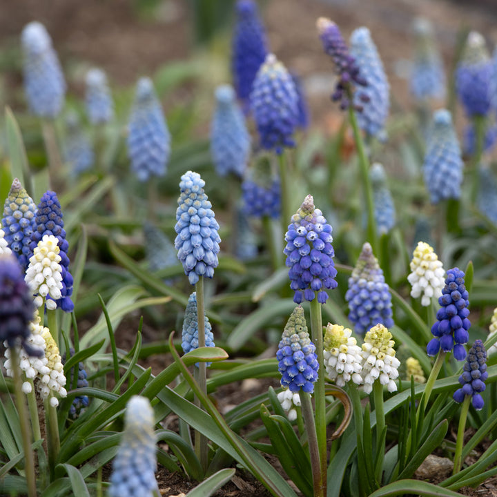 Muscari Mix - Singing the Blues