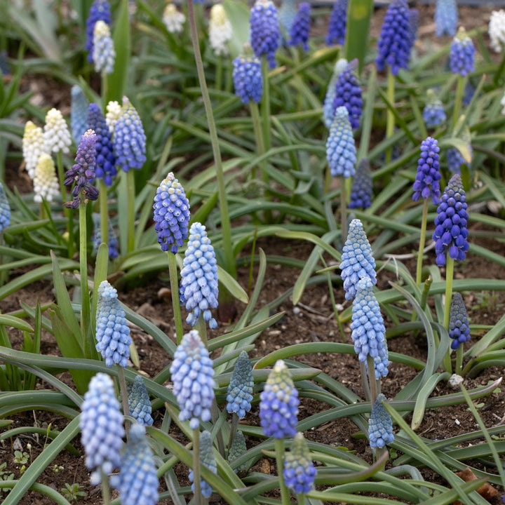Muscari Mix - Singing the Blues