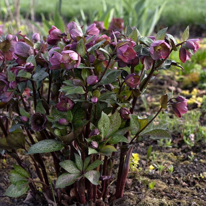 Helleborus Frostkiss® Penny's Pink
