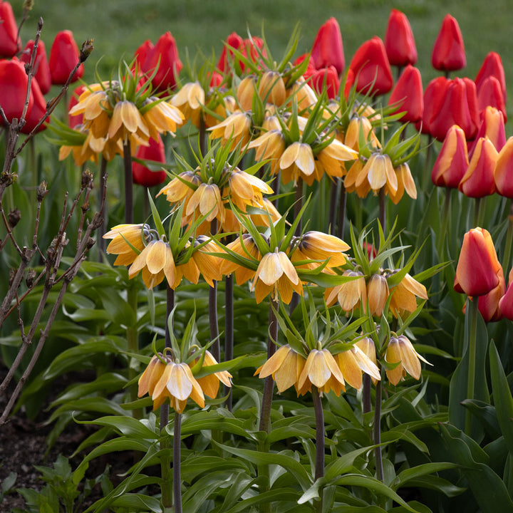 Fritillaria imperialis 'Paradise Beauty'