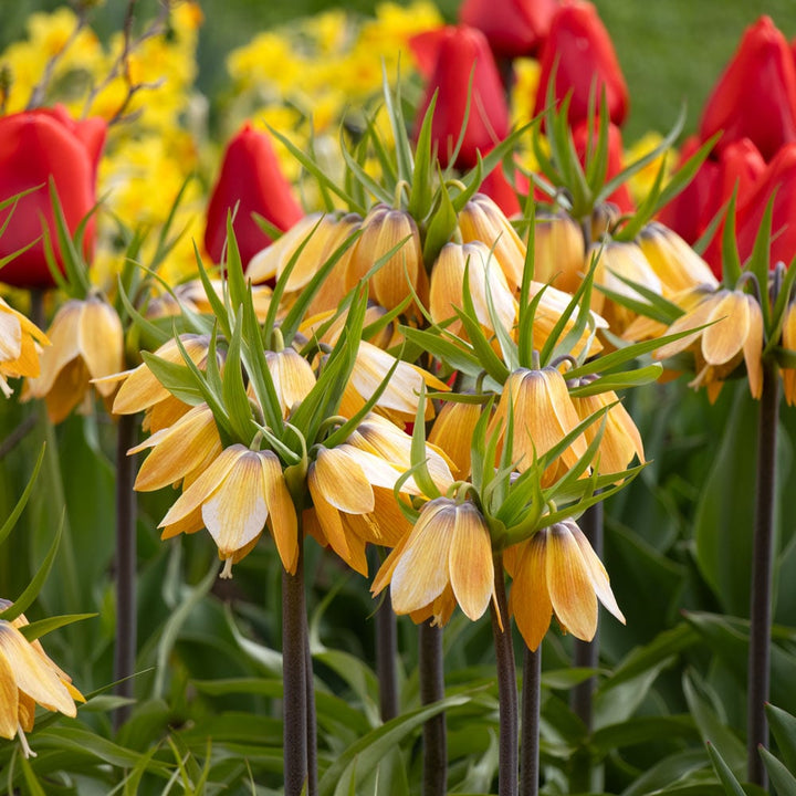 Fritillaria imperialis 'Paradise Beauty'