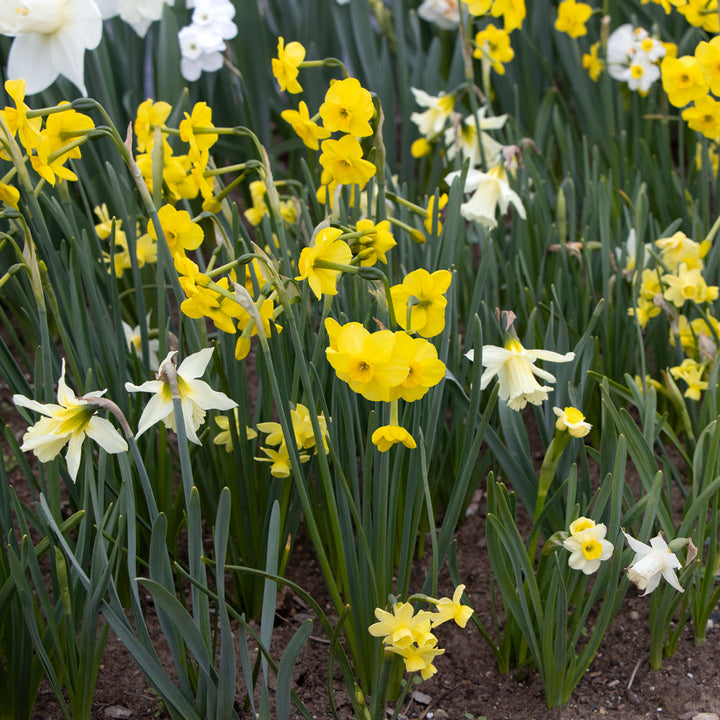Award-Winning Miniature Daffodils