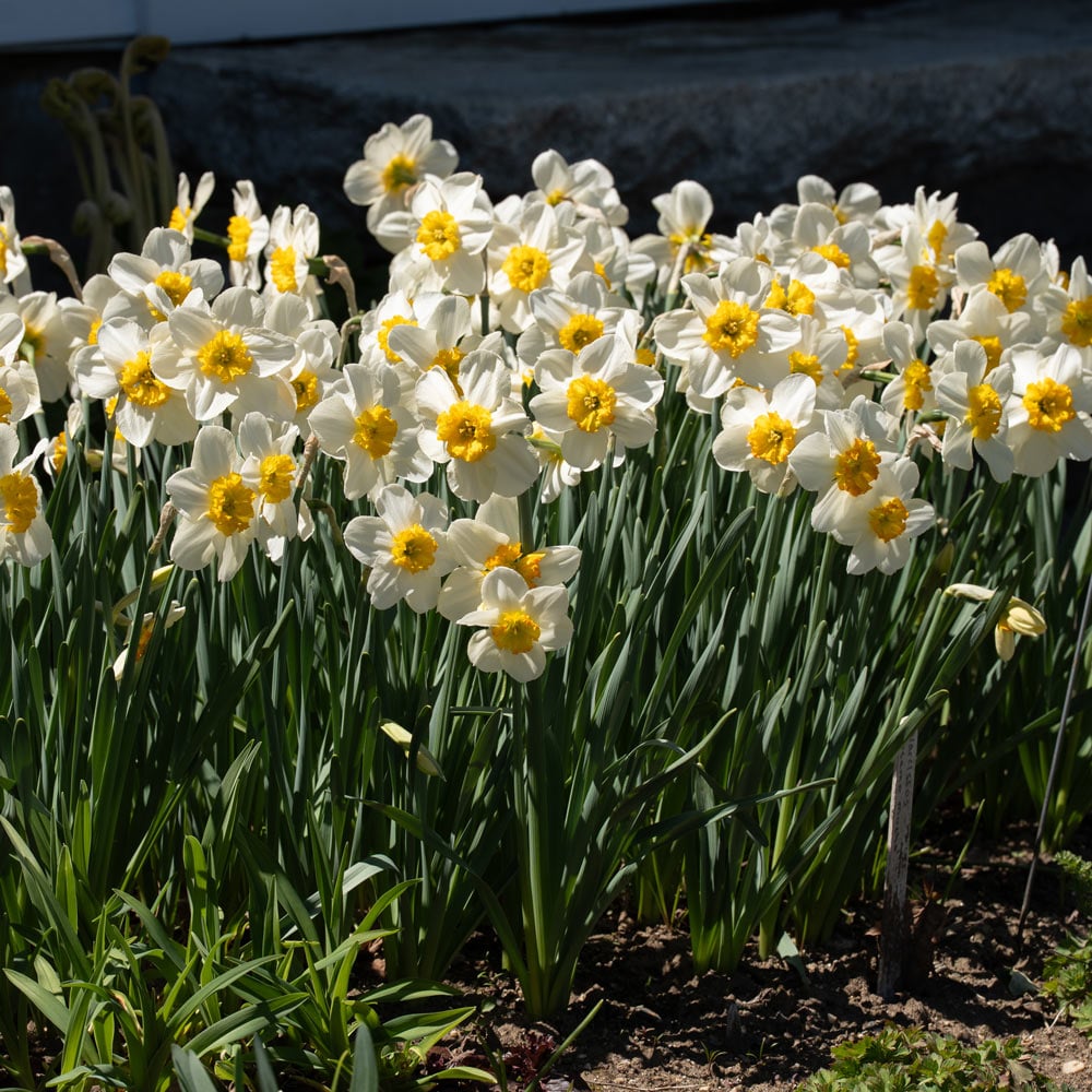 Narcissus 'Bésame Mucho'