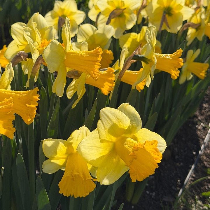 Narcissus 'Breath of Spring'