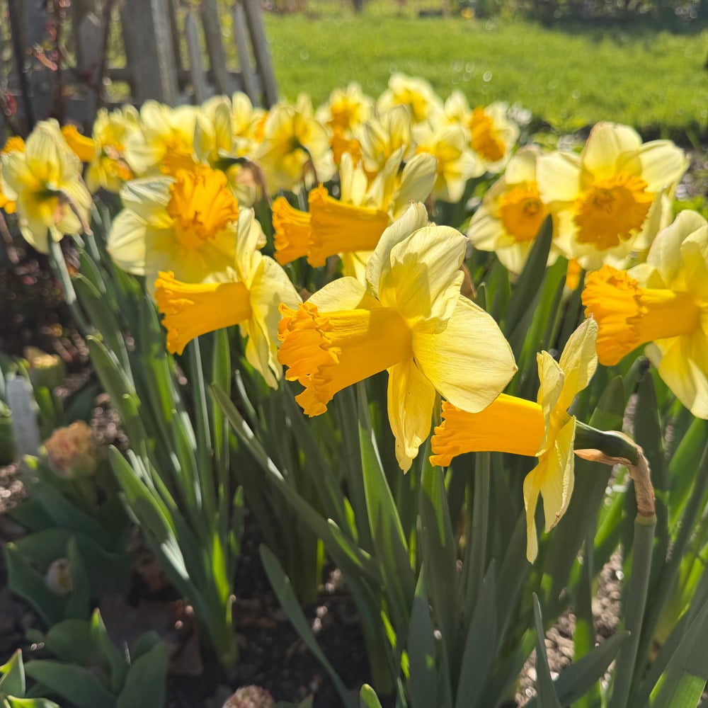 Narcissus 'Breath of Spring'