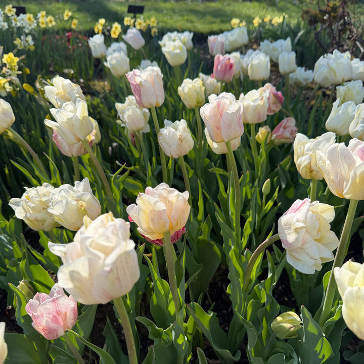 Tulip 'Silk Road'