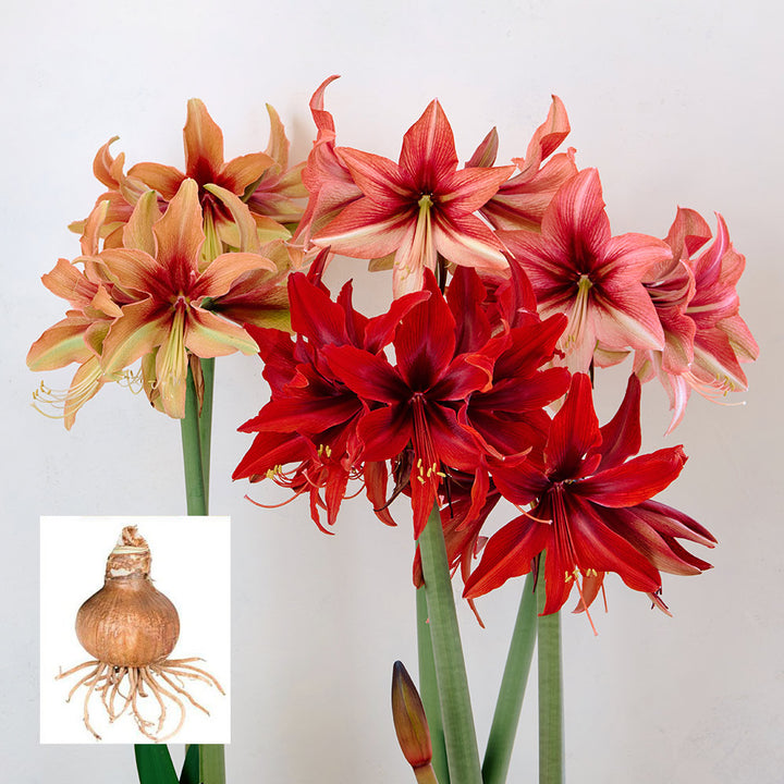 Amaryllis Amazone Trio, 3 bulbs in linen bags