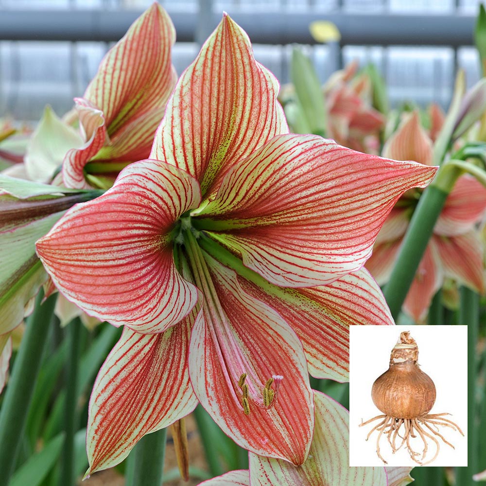 Amaryllis 'Exotic Star,' one bulb in linen bag