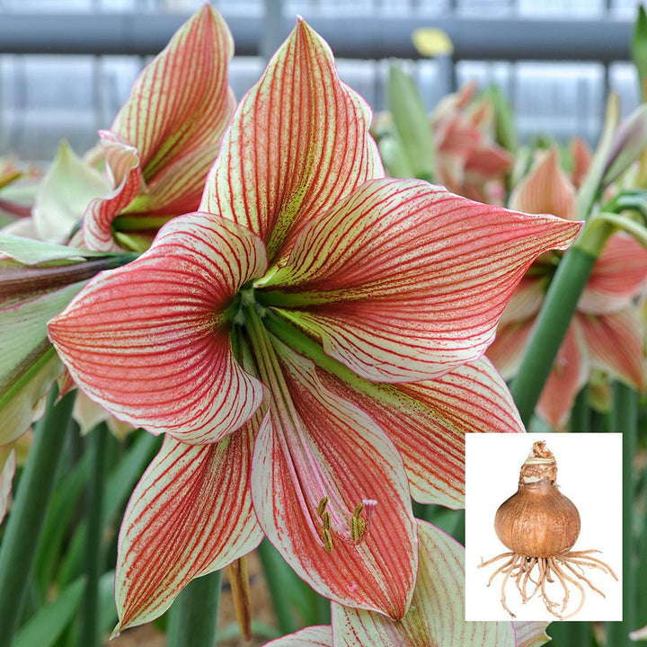 Amaryllis 'Exotic Star,' one bulb in linen bag