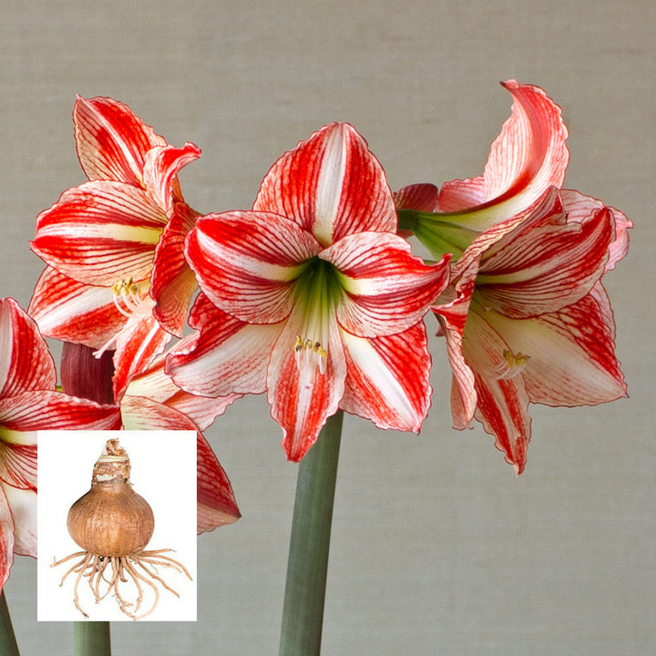 Amaryllis 'Fairytale,' one bulb in linen bag