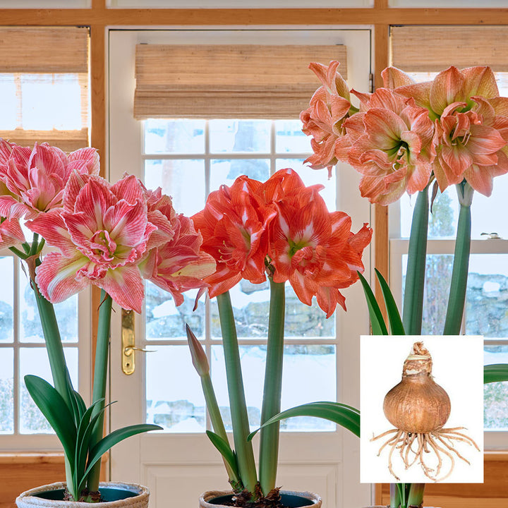 Fancy Nymph Amaryllis Trio, 3 bulbs in linen bags