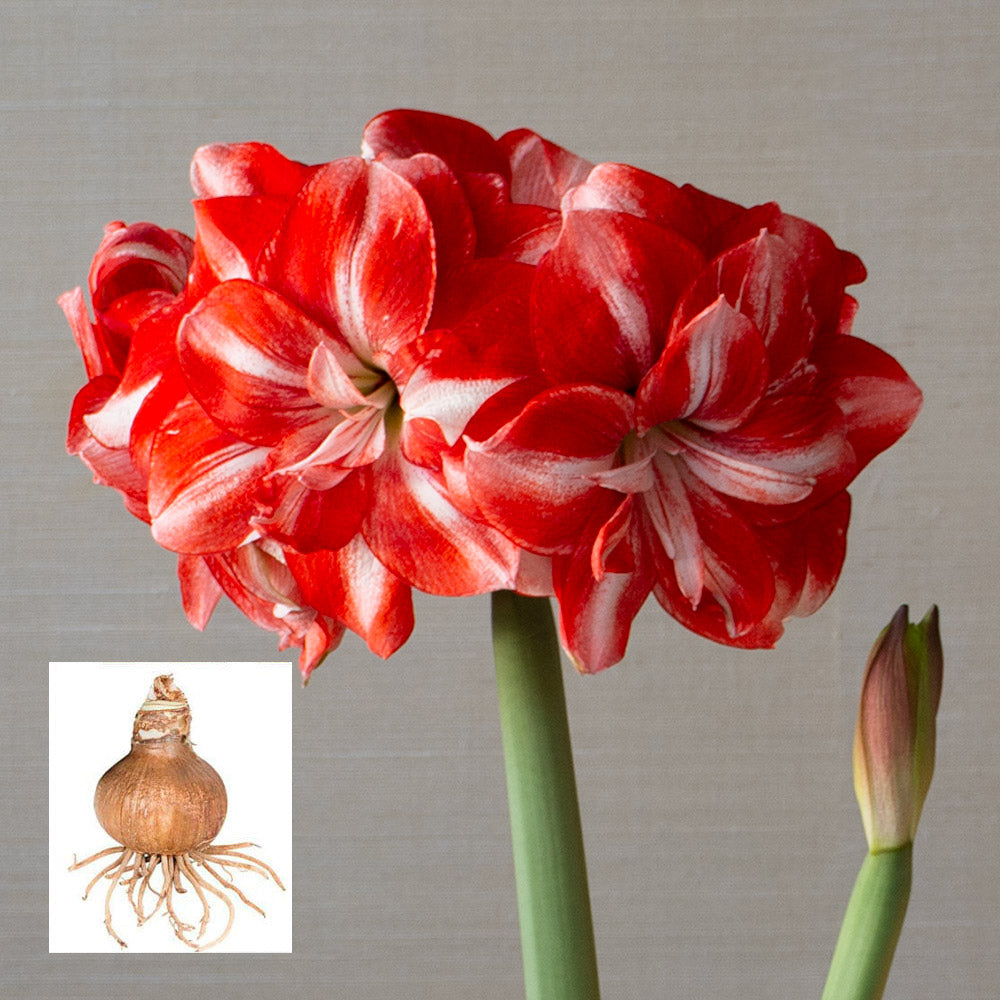 Amaryllis 'Jolly Majesty,' one bulb in linen bag